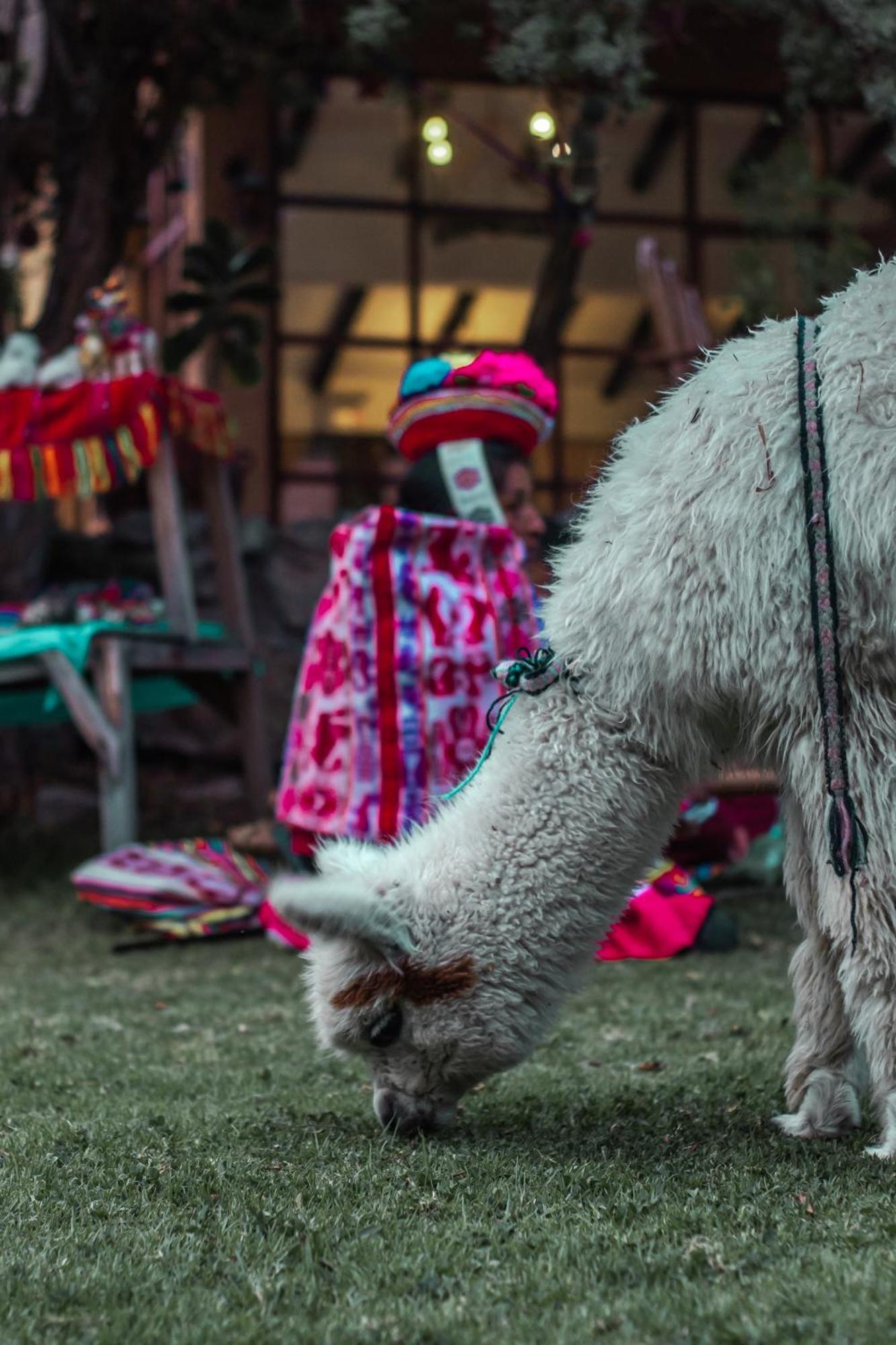 Andean Wings Valley Urubamba Dış mekan fotoğraf